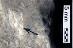 Foto (Detailansicht) von Decapoda indet. (NHMW-GEO-1990-0041-0187)